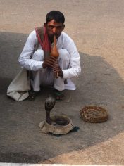 Delhi slangenbezweerder