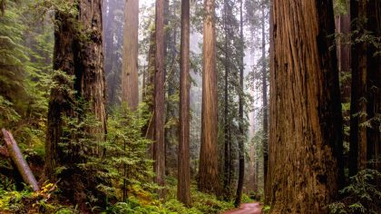 Redwood National Park, USA, Star Wars filmlocatie