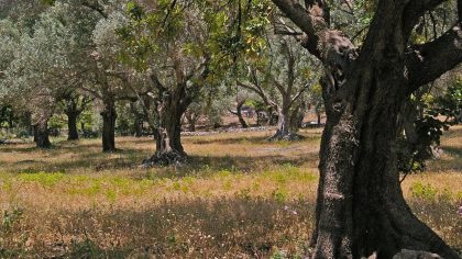 mooiste Griekse eilanden - Samos olijfbomen