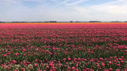 Tulpenfestival Noordoostpolder, tulpenroute Flevoland