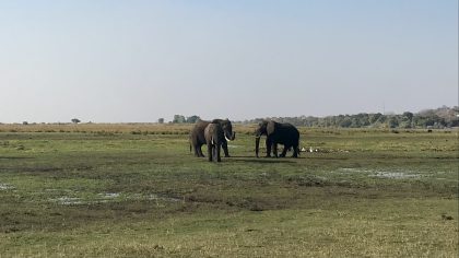 Botswana Okavango Delta olifanten