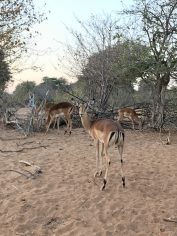 Chobe NP Botswana springbok