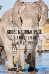Chobe National Park Botswana olifant