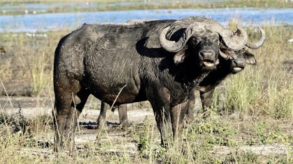 Chobe National Park Botswana Buffel