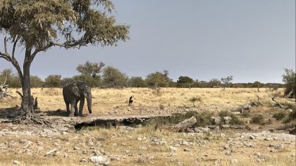 Etosha NP Namibië olifant