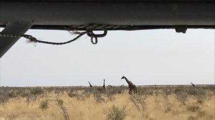 Etosha National Park Namibië giraffes