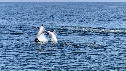 Walvisbaai Namibië dolfijnen