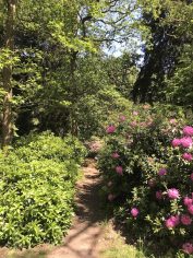 Bloeiende rododendrons in Nederland - Landgoed Gooilust s Graveland