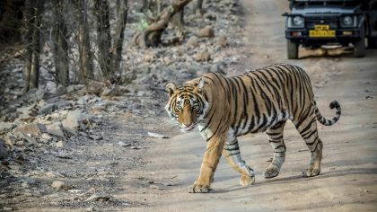 Ranthambore NP Rajasthan India - tijger jeepsafari