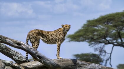 Safari in Afrika - Cheetah Serengeti NP Tanzania