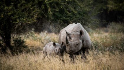 Safari in Afrika - Kruger National Park Zuid-Afrika