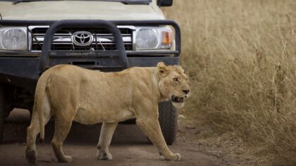 Safari in Afrika - Serengeti Tanzania leeuw