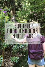 Bloeiende rododendrons Nederland
