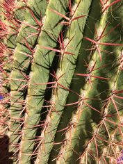 Marrakesh Jardin Majorelle cactus