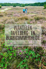 Wandelen: Tafelberg- en Blaricummerheide