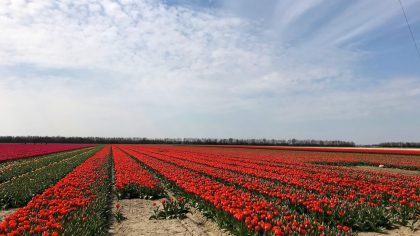 Tulpenfestival Noordoostpolder, tulpenroute Flevoland