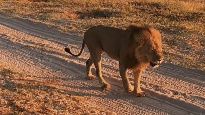 Botswana leeuw Chobe National Park tijdens rondreis Namibië, Botswana en Victoria Falls