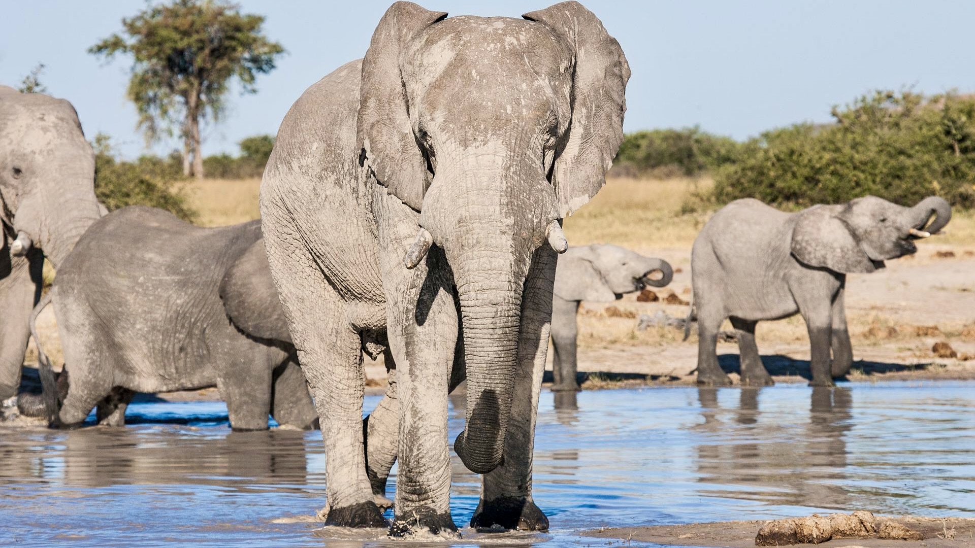 Chobe National Park: op safari in Botswana