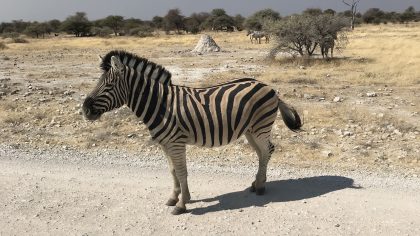 Etosha NP Namibië Zebra tijdens rondreis Namibië, Botswana en Victoria Falls