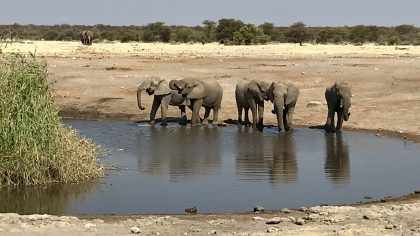 Etosha NP Namibië olifanten