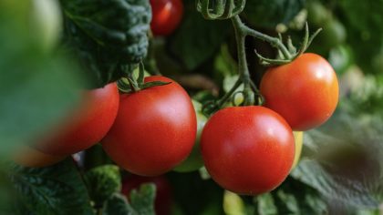 Groenten hergebruiken, tomaten plant
