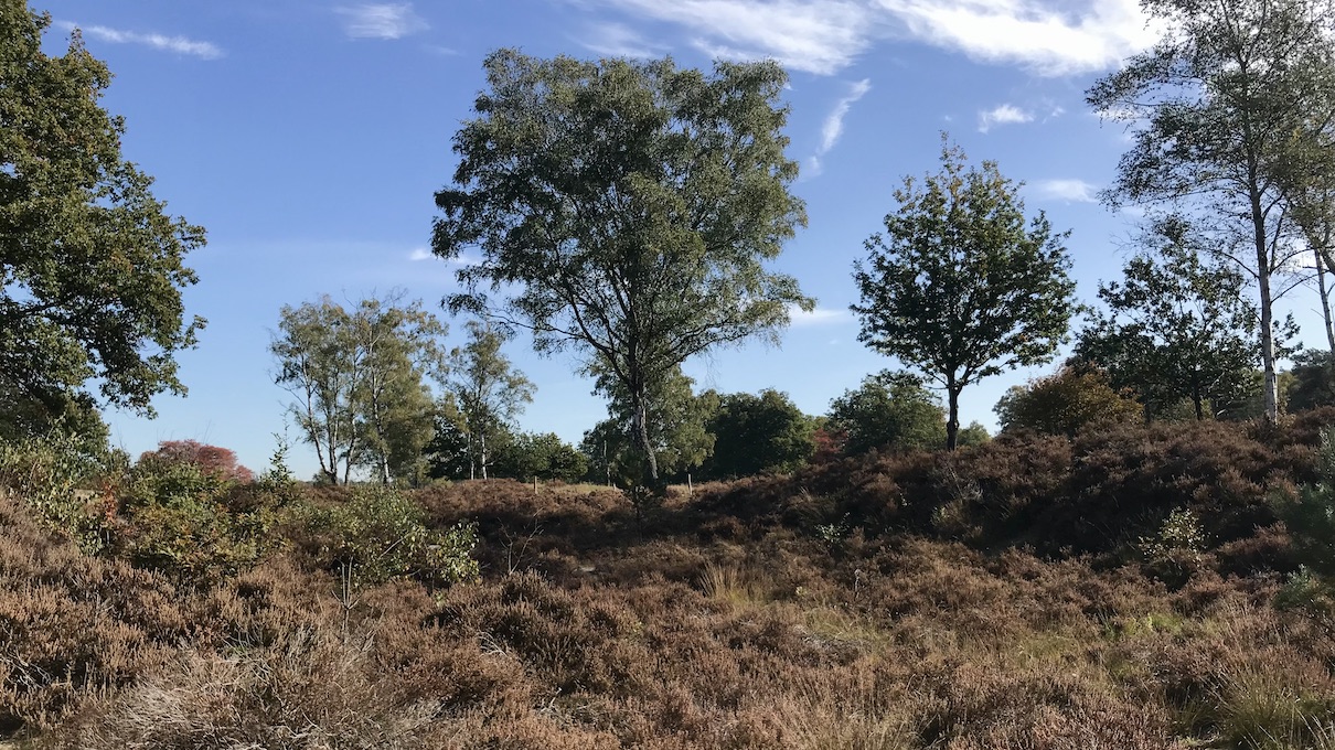 Wandelen: Buiten in de Kuil in Lage Vuursche