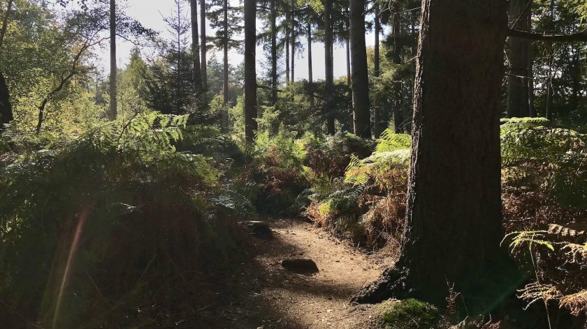 Wandelen: Buiten in de Kuil in Lage Vuursche