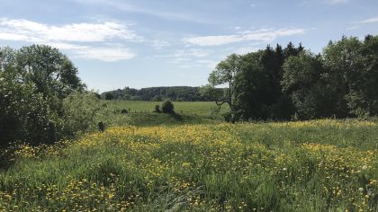 redenen om een roadtrip te maken: Ardennen België bloemen veld